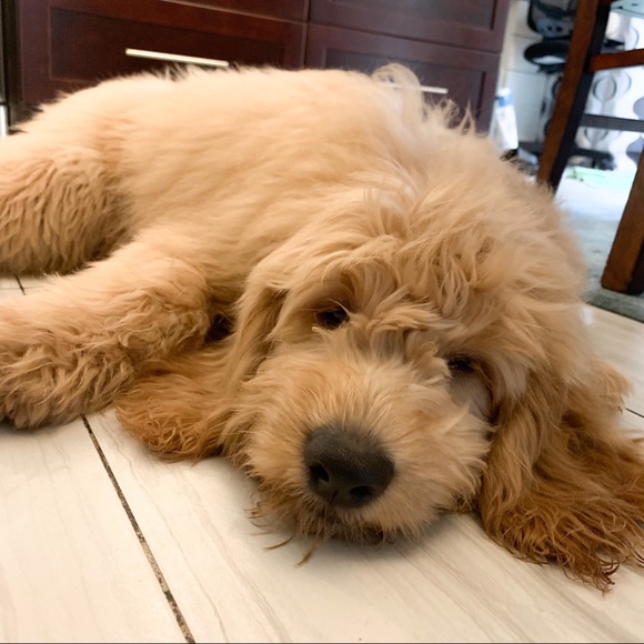 🏅POSH AMBASSADOR LIXURYBAGREHAB 🏅 - Picture 11 of 16